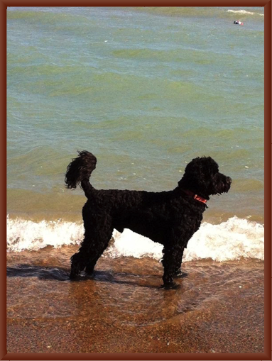 Fozzie at Lake Michigan